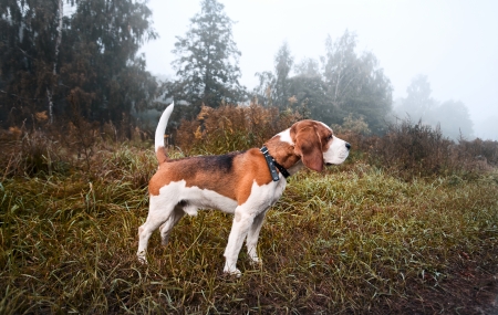Hunting dog in the foggy morning in forest