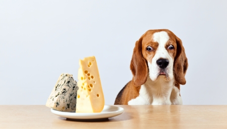 beagle and cheese , focus on a dog headの写真素材