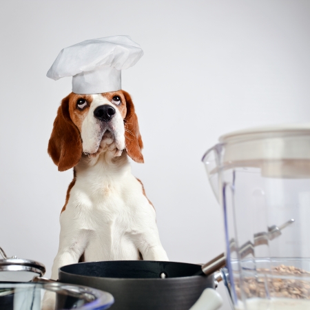  beagle in cook hat behind a kitchen tableの写真素材