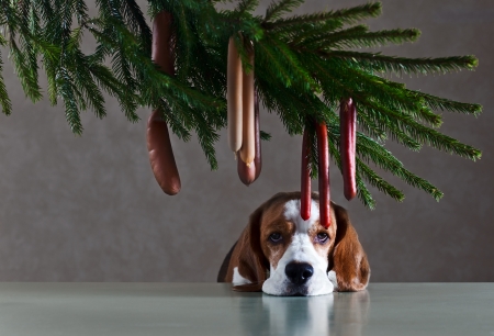 When the owner is not present at home, sausage is not pleasant evenの写真素材