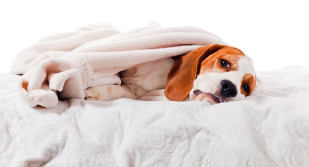 Very much sick dog under a blanket, isolated on  white の写真素材