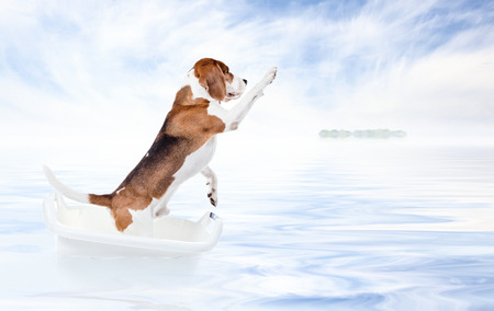 The nice dog is rescued in a bathの写真素材