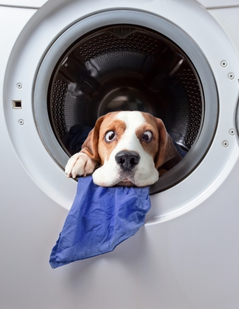 Very delicate washingの写真素材