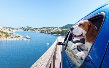 The cute beagle  travels in the blue carの写真素材
