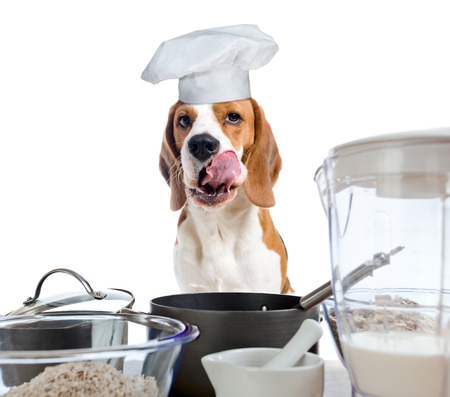  beagle in cook hat behind a kitchen table, focus on tongue ,  isolated on  whiteの写真素材