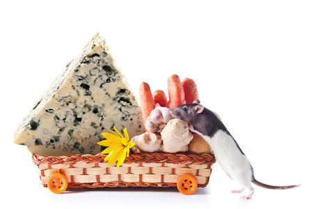 rat with cheese and vegetablesの写真素材