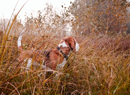 Hunting dog in the foggy morning in forestの写真素材