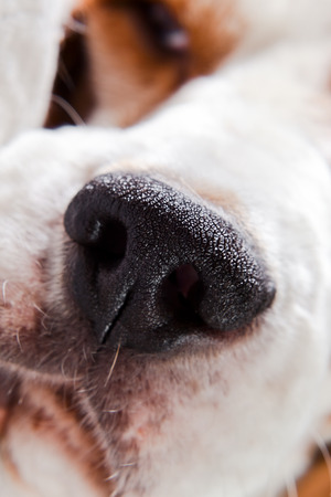 nose of a dog , macro shot , focus on center ( beagle , police dog )の写真素材
