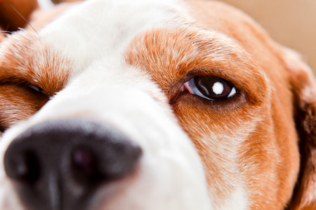 Eye of a dog , macro shot , beagleの写真素材