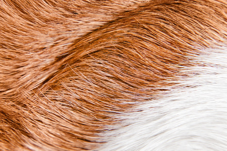 Pure healthy skin of a sleek-haired dog ( beagle )