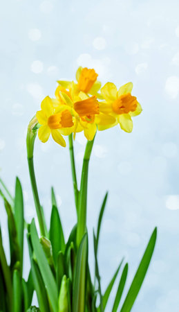 narcissus  on blue , focus on foregroundの写真素材
