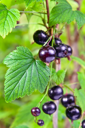  blackcurrant, ripe berries on a branchの写真素材