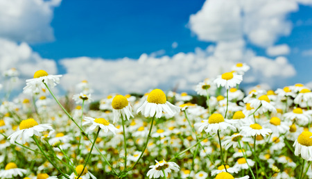 chamomiles on a meadow in sunny day.の写真素材