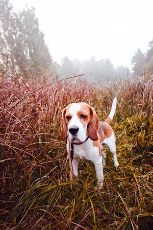 beagle in the foggy morning in forestの写真素材