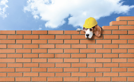 cute beagle in yellow helmet on a brick wallの写真素材