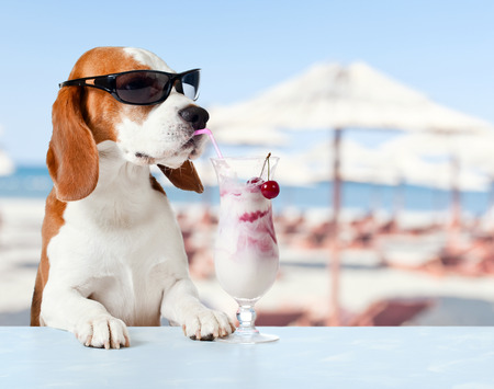 The cute hound drinks a cocktail in  bar on a beach