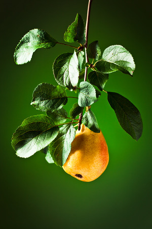  Juicy ripe pear on a branch with leavesの写真素材