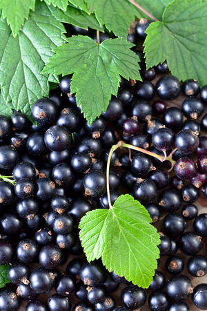 black currant, ripe berries and green leaves on  wooden tableの写真素材