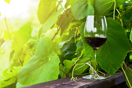 The  glass with red wine in vineyard.の写真素材