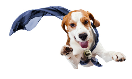 dog - superhero , isolated on a white backgroundの写真素材