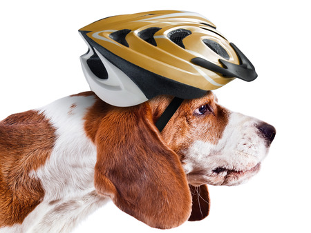 beagle in  helmet isolated on white backgroundの写真素材