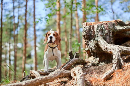 The beagle in forest searches for gameの写真素材