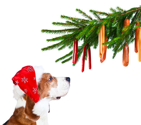 cute beagle in Santa hat isolated on whiteの写真素材