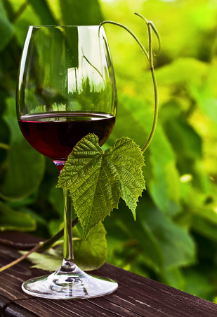 The  glass with red wine in vineyard.の写真素材