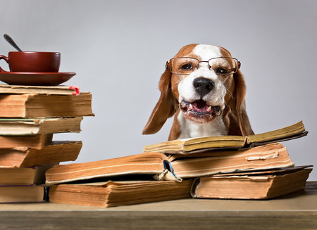 The very smart dog studying old books The very smart dog studying old books