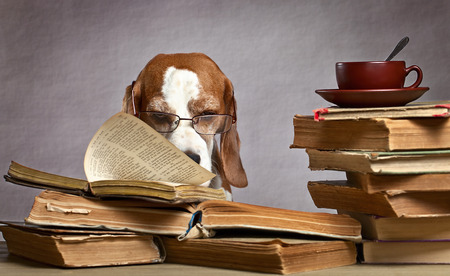 The very smart beagle in glasses studying old booksの写真素材