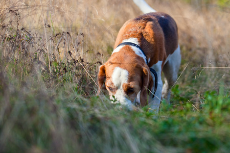 The Beagle in the grass on the trailの写真素材