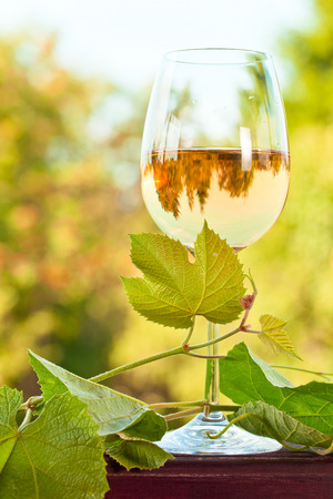 glass with sweet wine in vineyardの写真素材