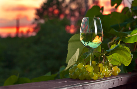 green grape and sweet wine in vineyardの写真素材