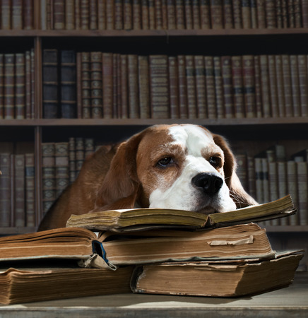 The very smart dog studying old booksの写真素材