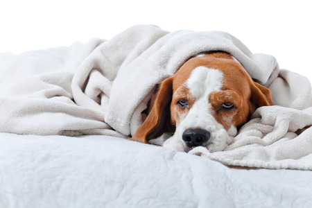 Very much sick dog under a blanket, isolated on  whiteの写真素材