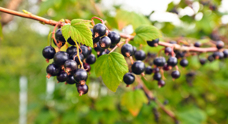 black currant, ripe berries on a branch in gardenの写真素材