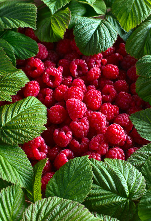 ripe red raspberries and green leaves