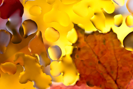 The Autumn background with leaves and rain water dropsの写真素材