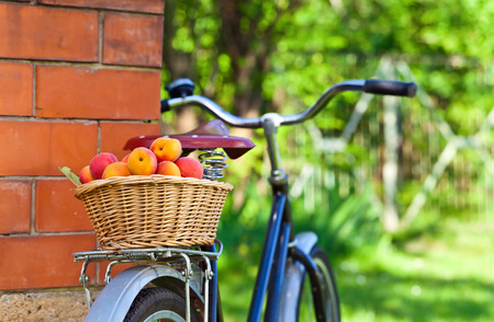 basket of juicy ripe apricots on bike in gardenの写真素材