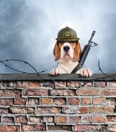 The sentry dog with gun in a helmet very attentively observes. The Beagle on the old brick wall on the background of the cloudy sky .の写真素材