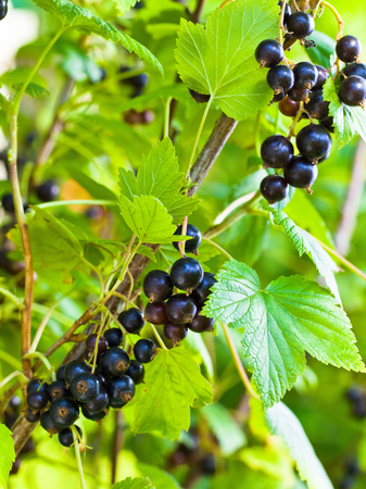 Black currant, ripe berries on a branch in garden .の写真素材