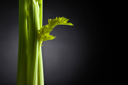 Fresh celery sticks on a dark backgroundの写真素材