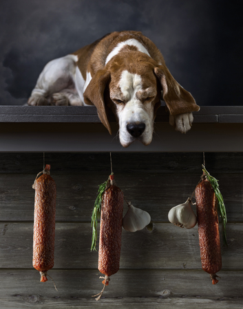 Cute doggie looking at salami with rosemary and garlic .の写真素材