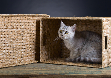  Scottish straight cat in box on a black background.の写真素材