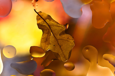 Autumn background with leaves and rain water drops.の写真素材