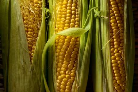 Fresh sweet corn on cobs . Healthy organic food.