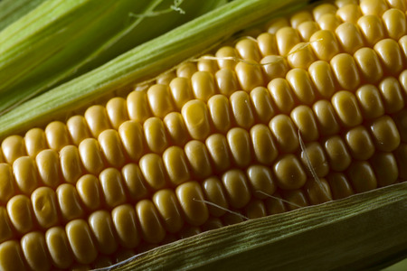 Fresh sweet corn on cobs . Healthy organic food.の写真素材