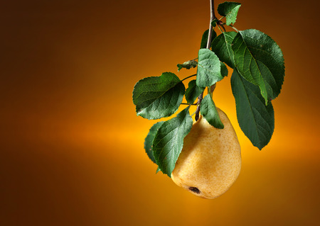 Yellow pear on a branch with green leaves .  Yellow background .の写真素材