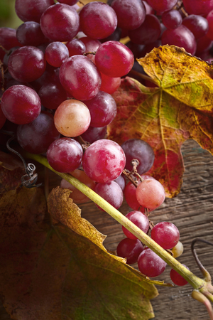 Bunch of ripe red grapes with grape leaves.の写真素材