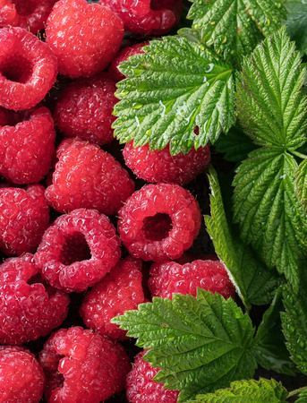  Ripe and juicy fresh picked raspberries with green leaves.Top view .